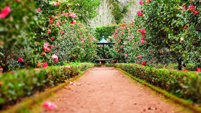 Gerealiseerde tuin 2